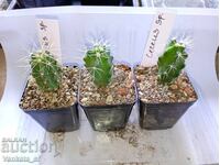 Cactus Cereus sp. - 5.5 cm pot. 2.80 EUR 1 piece