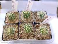 Cactus Parodia sp. - 5.5 cm pot 2.80 for 1 piece