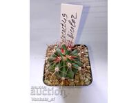Thelocactus cf. bicolor cactus - 5.5 cm pot