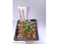 Thelocactus cf. bicolor cactus - 7 cm pot
