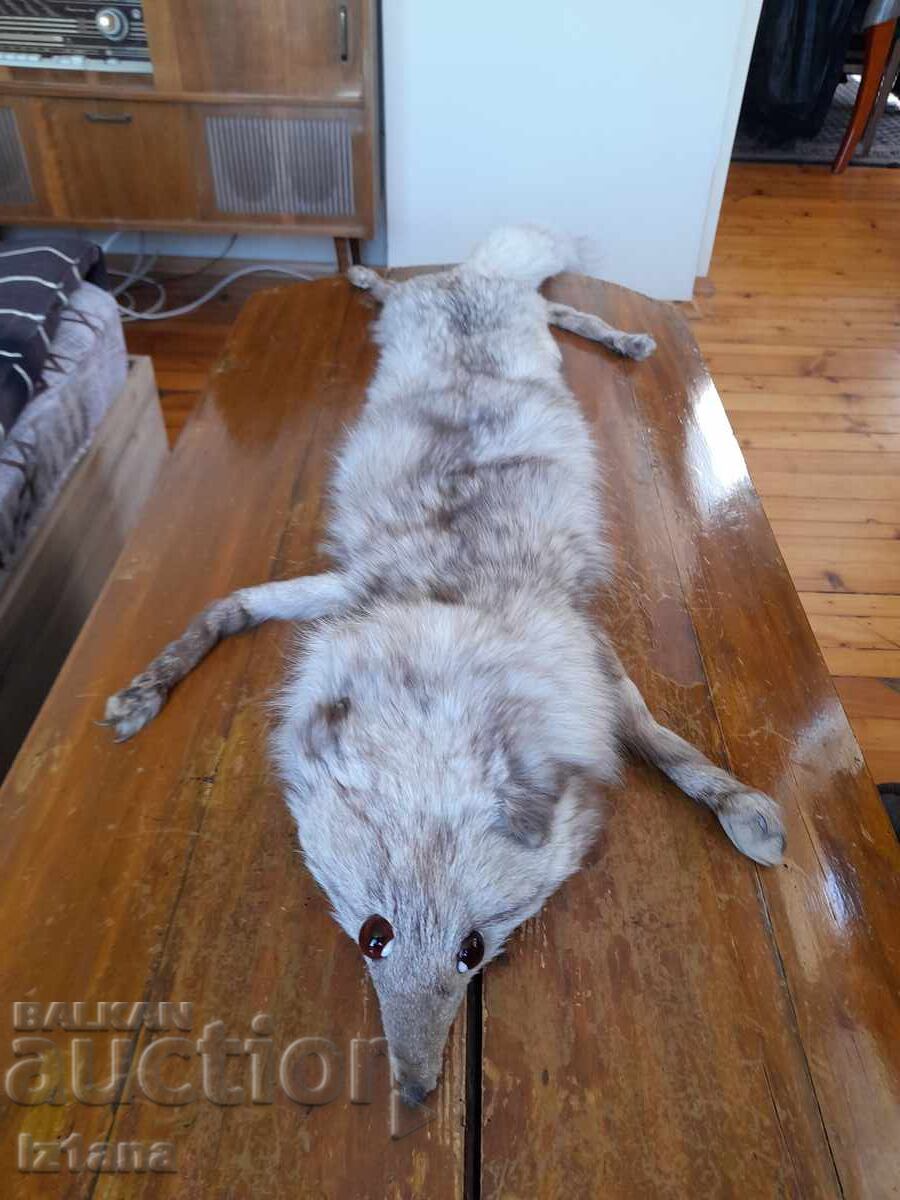 Παλιό δέρμα, γιακάς αλεπούς Παλιό δέρμα, γιακάς αλεπούς