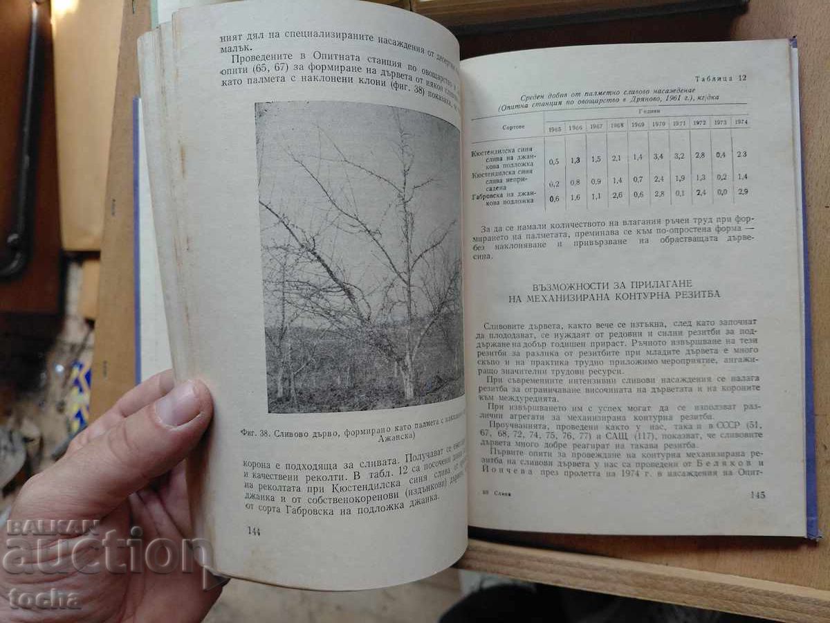 Аукцион Билките в България  , Слива , лот