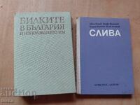 Билките в България  , Слива , лот