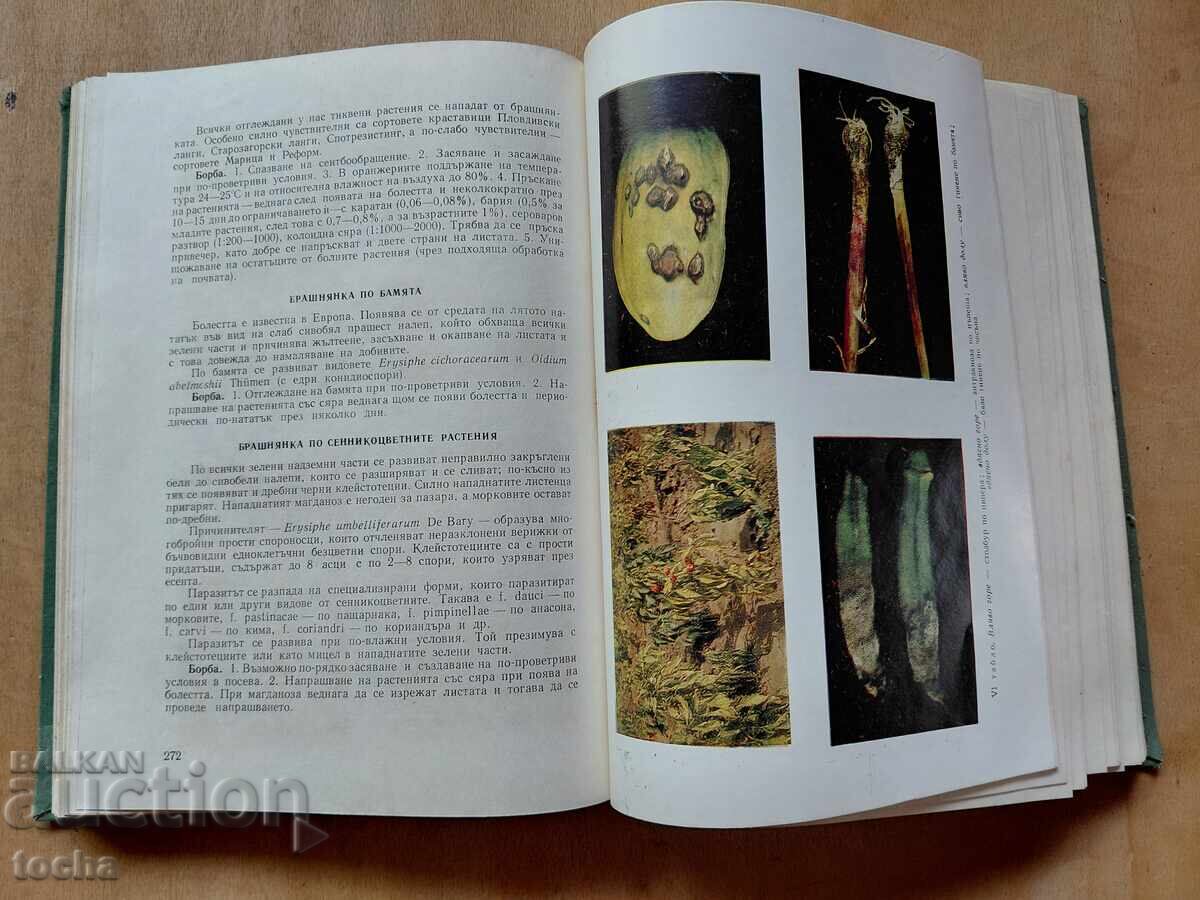 Delivery of Special Phytopathology