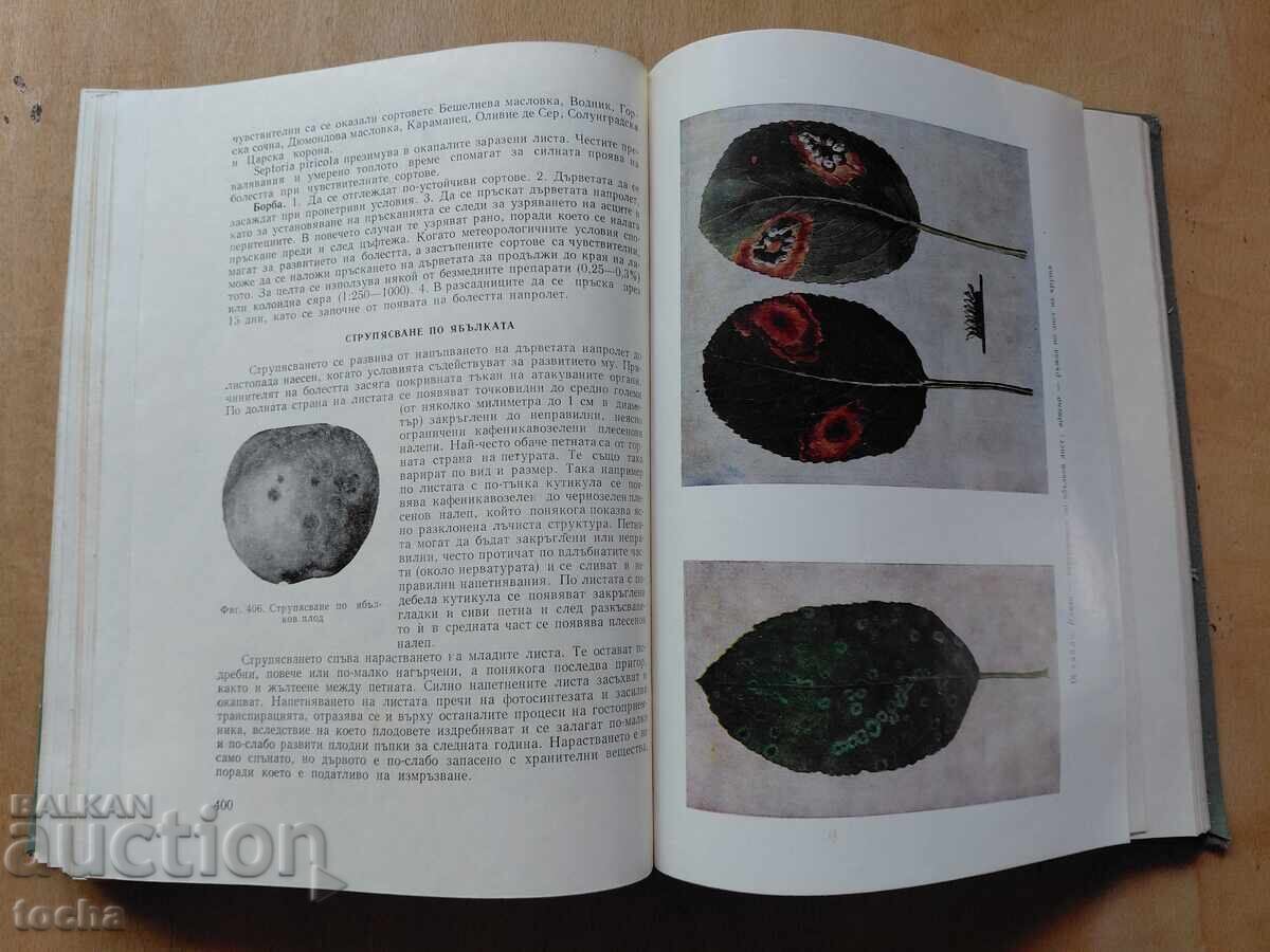 Special Phytopathology - 5