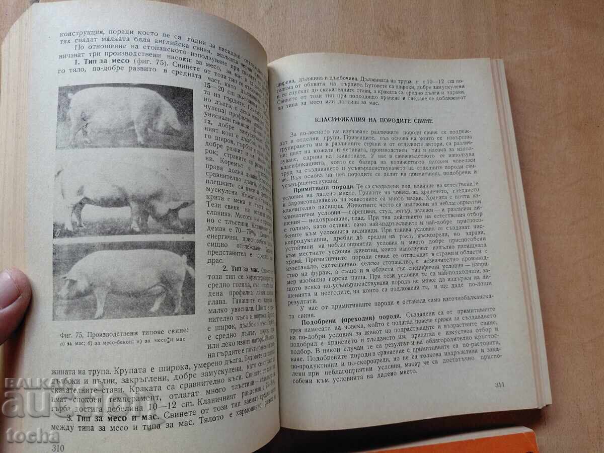 Δημοπρασία Ιδιωτική κτηνοτροφία, παρτίδα