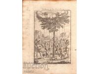 1719 - ГРАВЮРА МАЛЕТ - ДЪРВОТО НА ОСТРОВ ЙЕРО - оригинал .