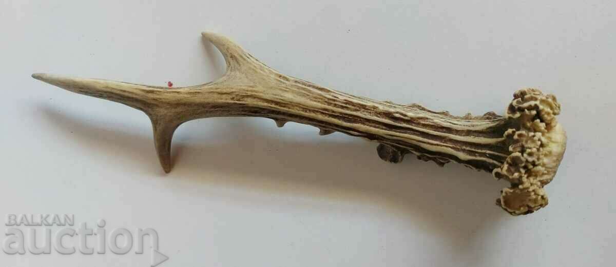 TROFEU COARNE CERB DECOR VÂNĂTOARE