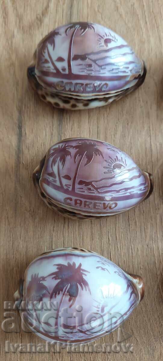 Auction  9 engraved seashells for connoisseurs