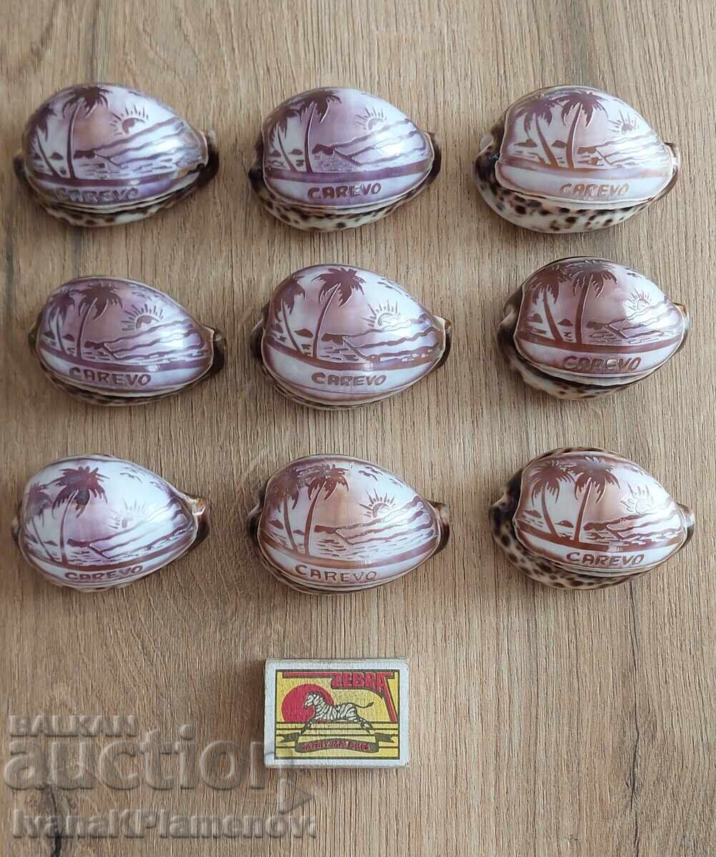 9 engraved seashells for connoisseurs - 7
