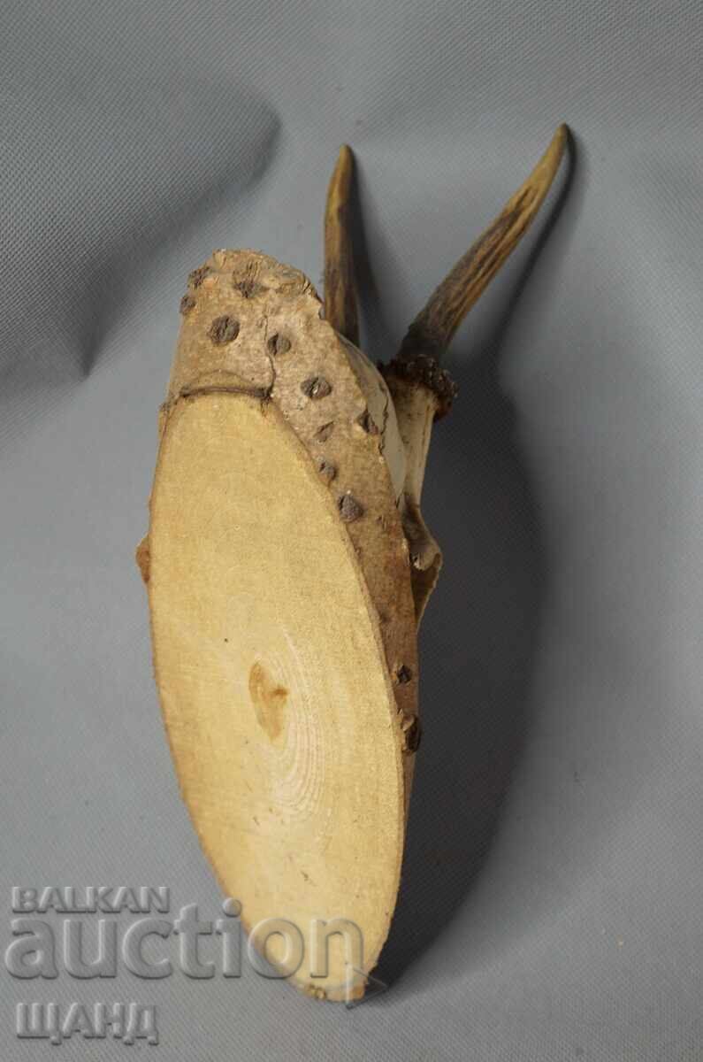 Trofeu de vânătoare vechi - craniu cu coarne de căprior cu preț € 10.55 | 20.63 BGN Trofeu de vânătoare vechi - craniu cu coarne de căprior cu preț € 10.55 | 20.63 BGN