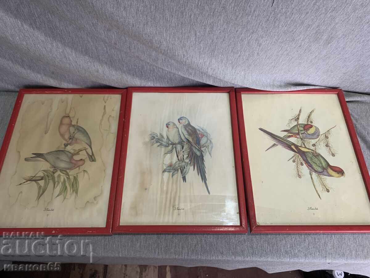 Trei Litografii Colorate Papagali Imprimat