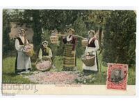 Culesul trandafirilor trandafiri costum popular viață etnografie vedere IKB