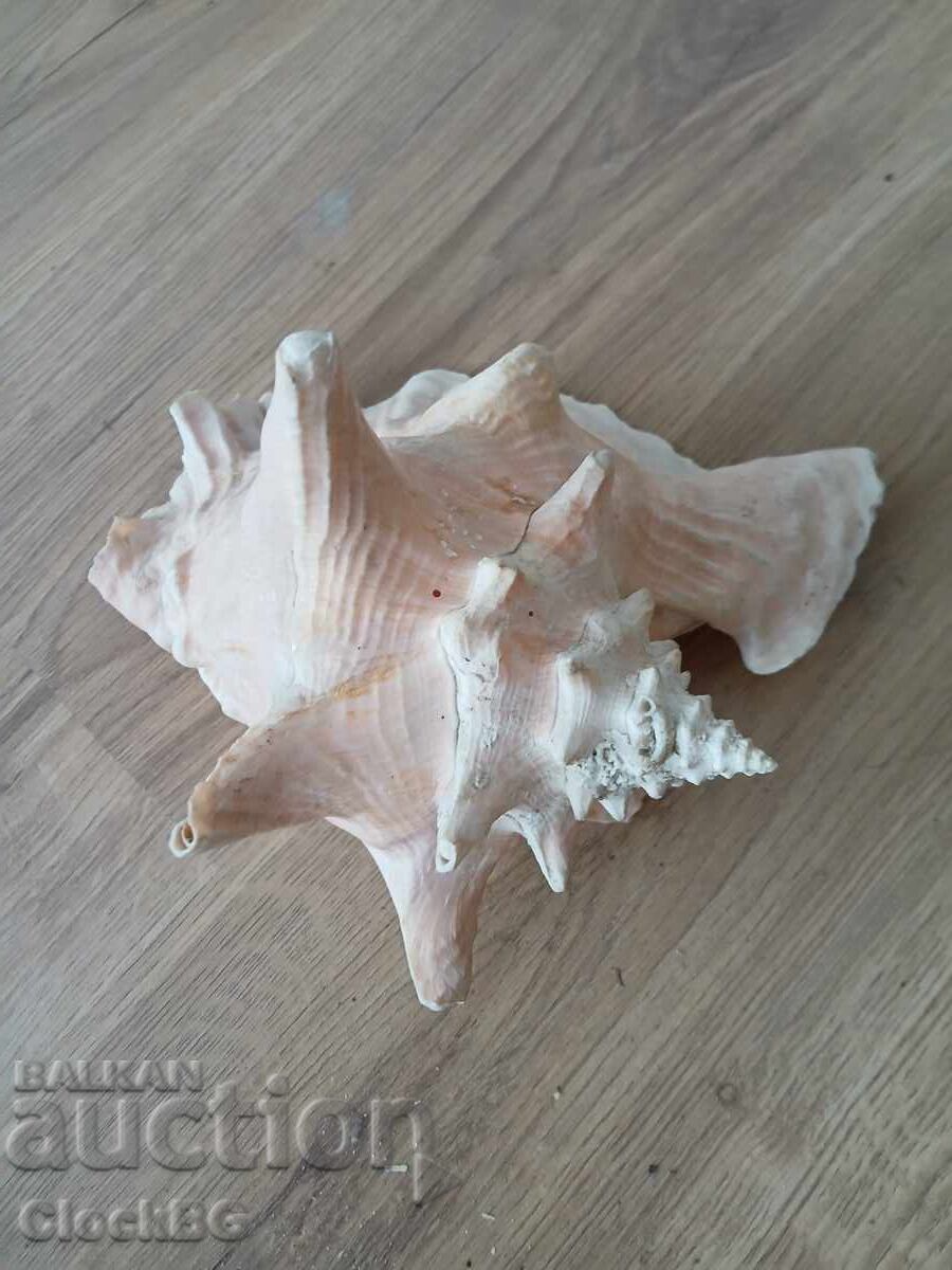 Auction 2 very old sea shelves Auction 2 very old sea shelves