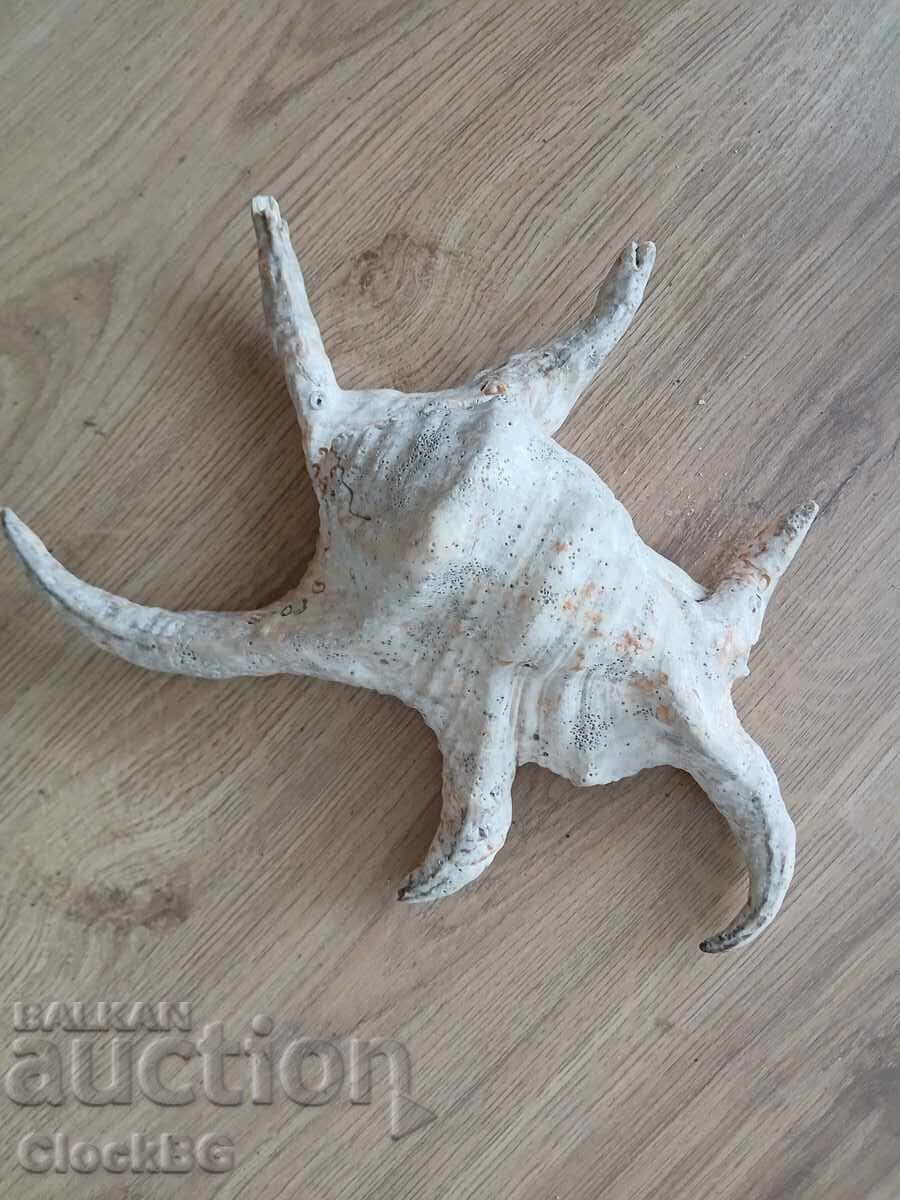 2 very old sea shelves 2 very old sea shelves