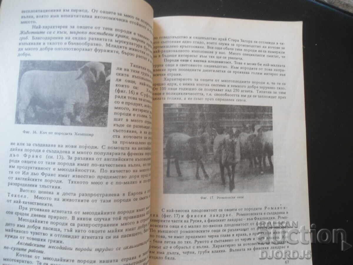 Auction  Breeding of farm animals