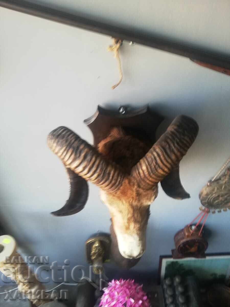 Mouflon hunting trophy with price € 350.00 | 684.54 BGN
