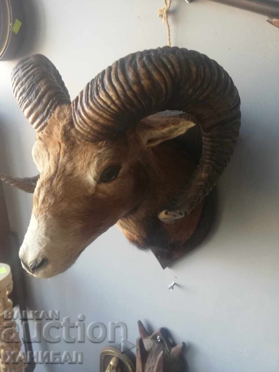 Auction  Mouflon hunting trophy