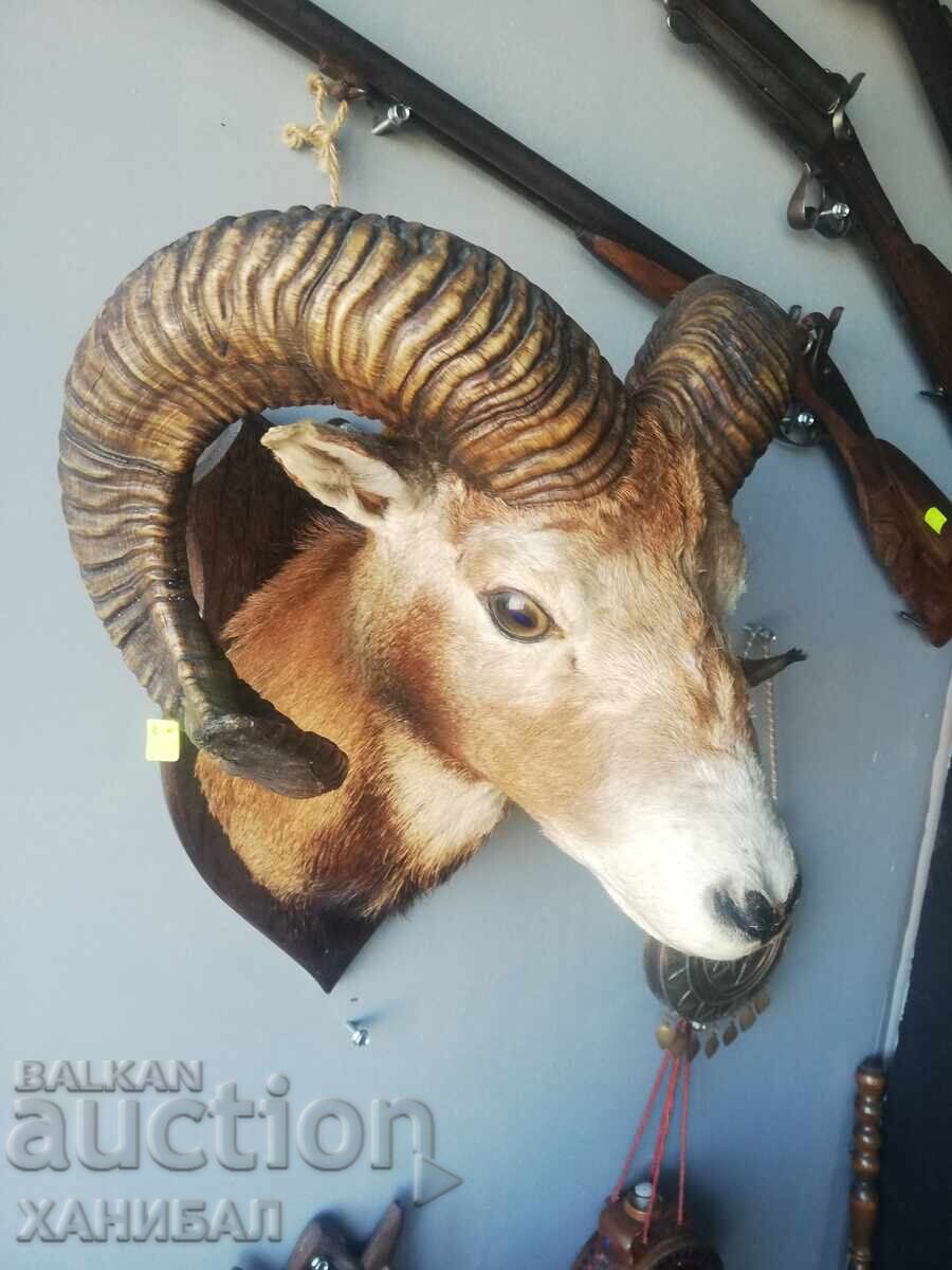 Delivery of Mouflon hunting trophy