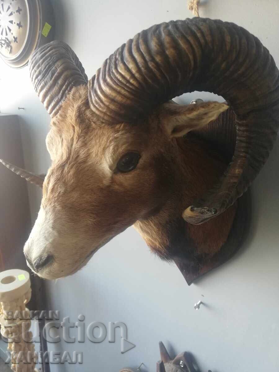 Mouflon hunting trophy - 5