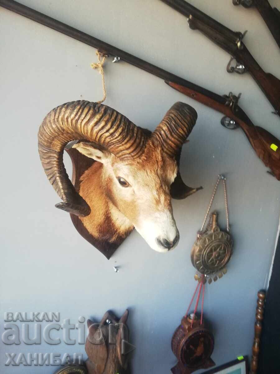 Mouflon hunting trophy