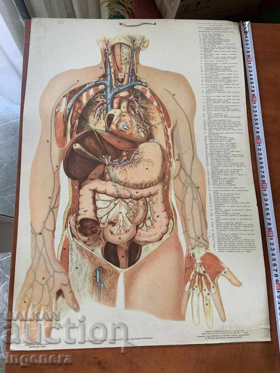 ΕΚΠΑΙΔΕΥΤΙΚΟΣ ΑΝΑΤΟΜΙΚΟΣ ΧΑΡΤΗΣ ΔΙΠΛΗΣ ΟΨΗΣ ΑΠΟ ΧΑΡΤΟΝΙ ΕΓΧΡΩΜΟΣ ΕΚΠΑΙΔΕΥΤΙΚΟΣ ΑΝΑΤΟΜΙΚΟΣ ΧΑΡΤΗΣ ΔΙΠΛΗΣ ΟΨΗΣ ΑΠΟ ΧΑΡΤΟΝΙ ΕΓΧΡΩΜΟΣ