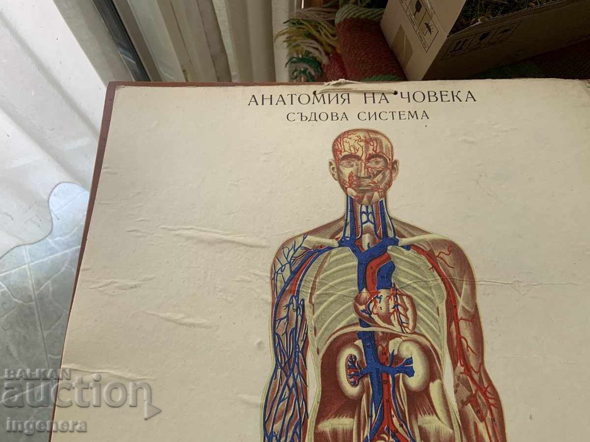 ТАБЛО УЧЕБНО АНАТОМИЯ ДЕБЕЛ КАРТОН ЦВЕТНО ОТ СОЦА с цена € 29.90 | 58.48 лв. ТАБЛО УЧЕБНО АНАТОМИЯ ДЕБЕЛ КАРТОН ЦВЕТНО ОТ СОЦА с цена € 29.90 | 58.48 лв.