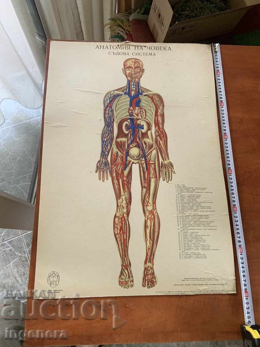 ТАБЛО УЧЕБНО АНАТОМИЯ ДЕБЕЛ КАРТОН ЦВЕТНО ОТ СОЦА ТАБЛО УЧЕБНО АНАТОМИЯ ДЕБЕЛ КАРТОН ЦВЕТНО ОТ СОЦА