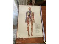 PLANȘĂ DIDACTICĂ ANATOMIE CARTON GROS COLOR DIN PERIOADA SOCIALISTĂ