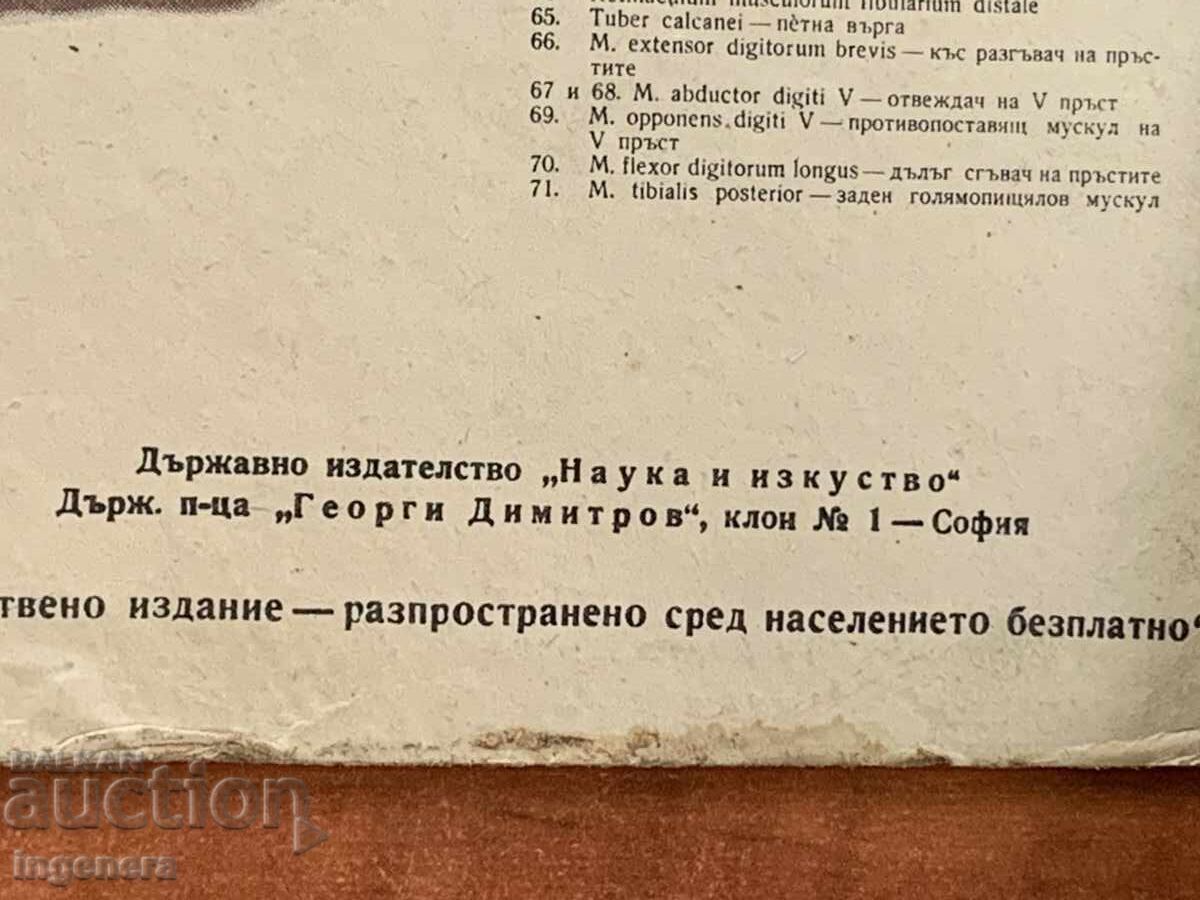 Δημοπρασία ΕΚΠΑΙΔΕΥΤΙΚΟΣ ΑΝΑΤΟΜΙΚΟΣ ΧΑΡΤΗΣ ΔΙΠΛΗΣ ΟΨΗΣ ΑΠΟ ΧΑΡΤΟΝΙ ΕΓΧΡΩΜΟΣ ΤΗΣ ΕΠΟΧΗΣ ΤΟΥ ΣΟΣΙΑΛΙΣΜΟΥ Δημοπρασία ΕΚΠΑΙΔΕΥΤΙΚΟΣ ΑΝΑΤΟΜΙΚΟΣ ΧΑΡΤΗΣ ΔΙΠΛΗΣ ΟΨΗΣ ΑΠΟ ΧΑΡΤΟΝΙ ΕΓΧΡΩΜΟΣ ΤΗΣ ΕΠΟΧΗΣ ΤΟΥ ΣΟΣΙΑΛΙΣΜΟΥ