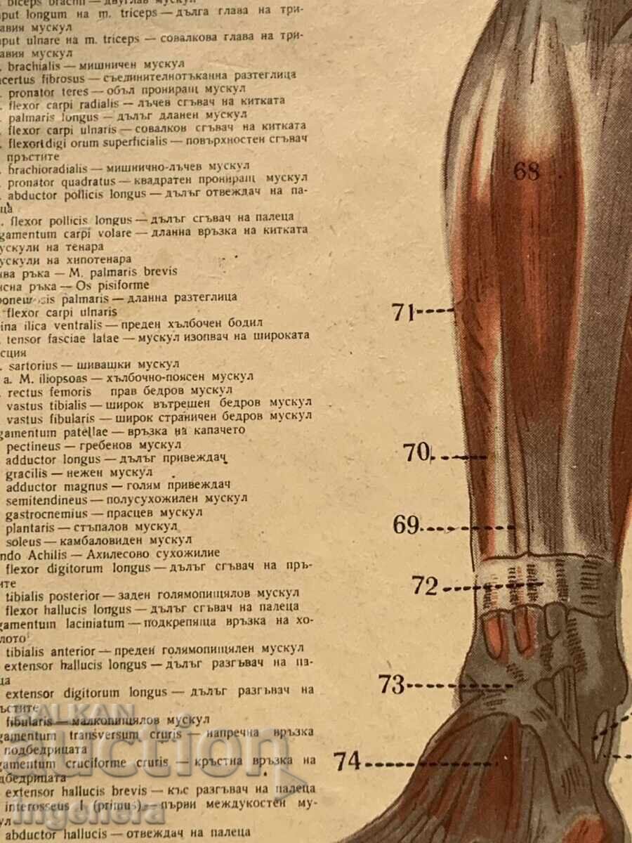 Παράδοση ΕΚΠΑΙΔΕΥΤΙΚΟΣ ΑΝΑΤΟΜΙΚΟΣ ΧΑΡΤΗΣ ΔΙΠΛΗΣ ΟΨΗΣ ΑΠΟ ΧΑΡΤΟΝΙ ΕΓΧΡΩΜΟΣ ΤΗΣ ΕΠΟΧΗΣ ΤΟΥ ΣΟΣΙΑΛΙΣΜΟΥ Παράδοση ΕΚΠΑΙΔΕΥΤΙΚΟΣ ΑΝΑΤΟΜΙΚΟΣ ΧΑΡΤΗΣ ΔΙΠΛΗΣ ΟΨΗΣ ΑΠΟ ΧΑΡΤΟΝΙ ΕΓΧΡΩΜΟΣ ΤΗΣ ΕΠΟΧΗΣ ΤΟΥ ΣΟΣΙΑΛΙΣΜΟΥ