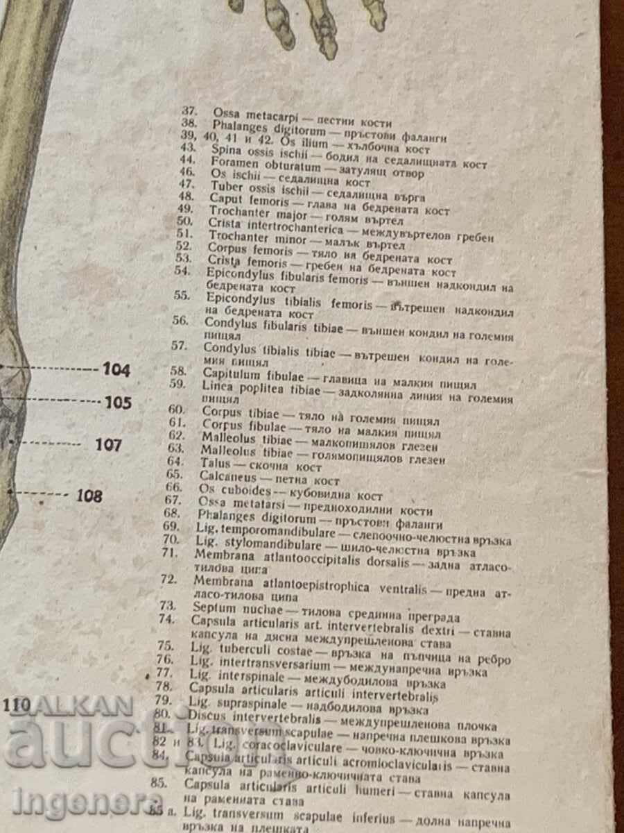 ΕΚΠΑΙΔΕΥΤΙΚΟΣ ΑΝΑΤΟΜΙΚΟΣ ΧΑΡΤΗΣ ΔΙΠΛΗΣ ΟΨΗΣ ΑΠΟ ΧΑΡΤΟΝΙ ΕΓΧΡΩΜΟΣ ΤΗΣ ΕΠΟΧΗΣ ΤΟΥ ΣΟΣΙΑΛΙΣΜΟΥ - 5 ΕΚΠΑΙΔΕΥΤΙΚΟΣ ΑΝΑΤΟΜΙΚΟΣ ΧΑΡΤΗΣ ΔΙΠΛΗΣ ΟΨΗΣ ΑΠΟ ΧΑΡΤΟΝΙ ΕΓΧΡΩΜΟΣ ΤΗΣ ΕΠΟΧΗΣ ΤΟΥ ΣΟΣΙΑΛΙΣΜΟΥ - 5