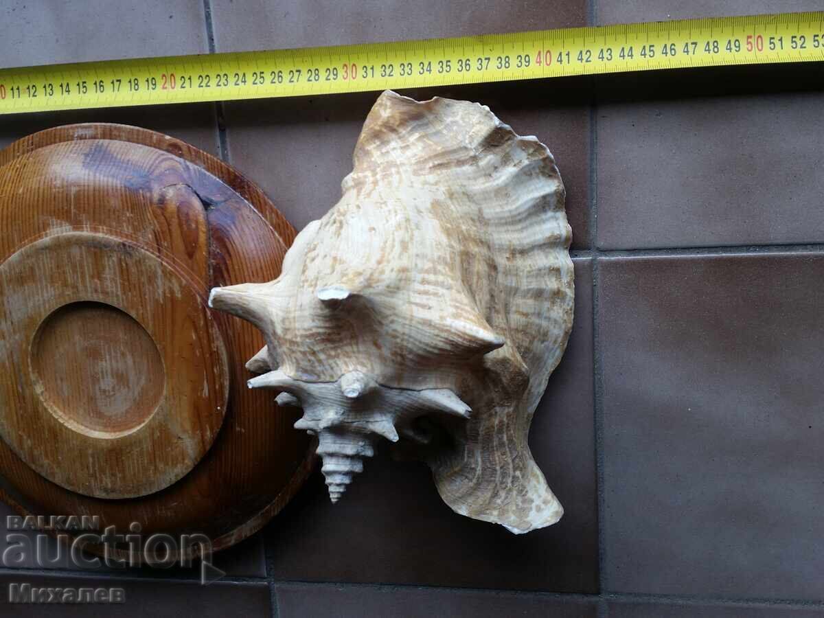 Licitație scoică de mare și fructieră din lemn