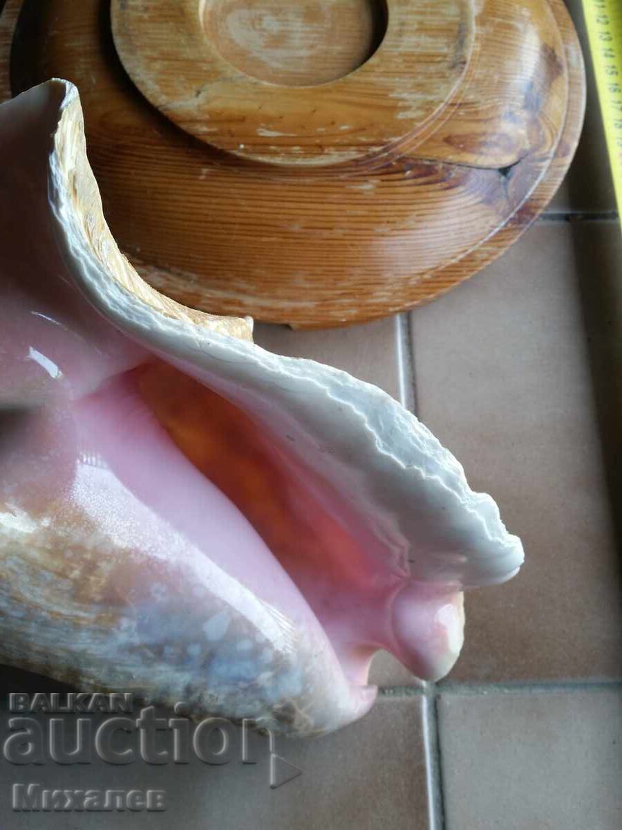 Livrarea scoică de mare și fructieră din lemn