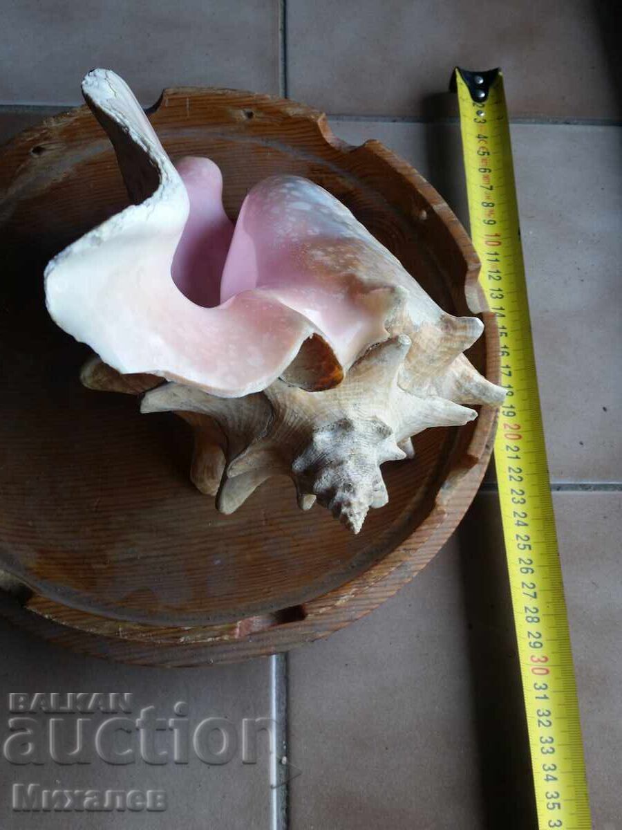 scoică de mare și fructieră din lemn - 7