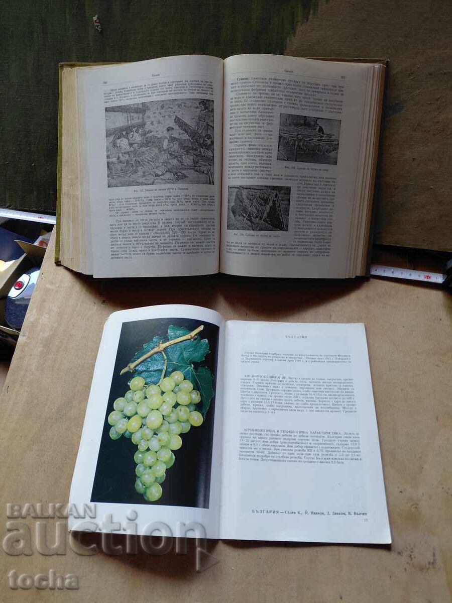 Livrarea Cultivarea plantelor, Viticultură, lot