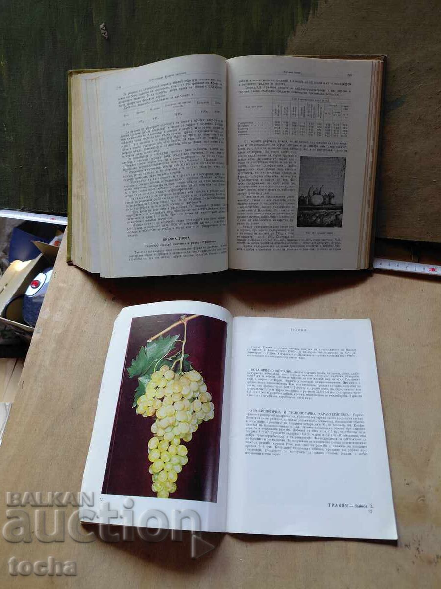 Cultivarea plantelor, Viticultură, lot - 5