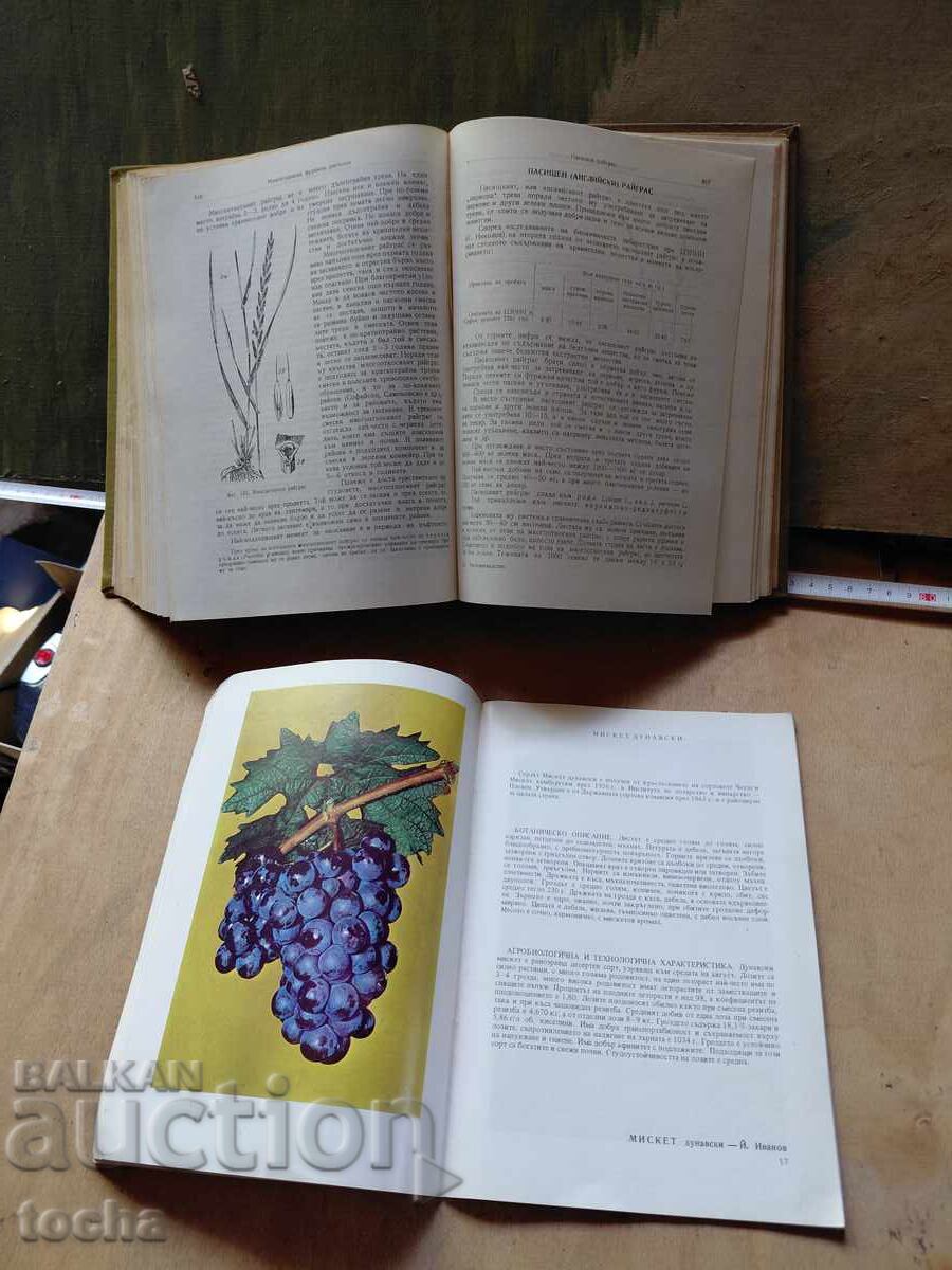 Cultivarea plantelor, Viticultură, lot - 6