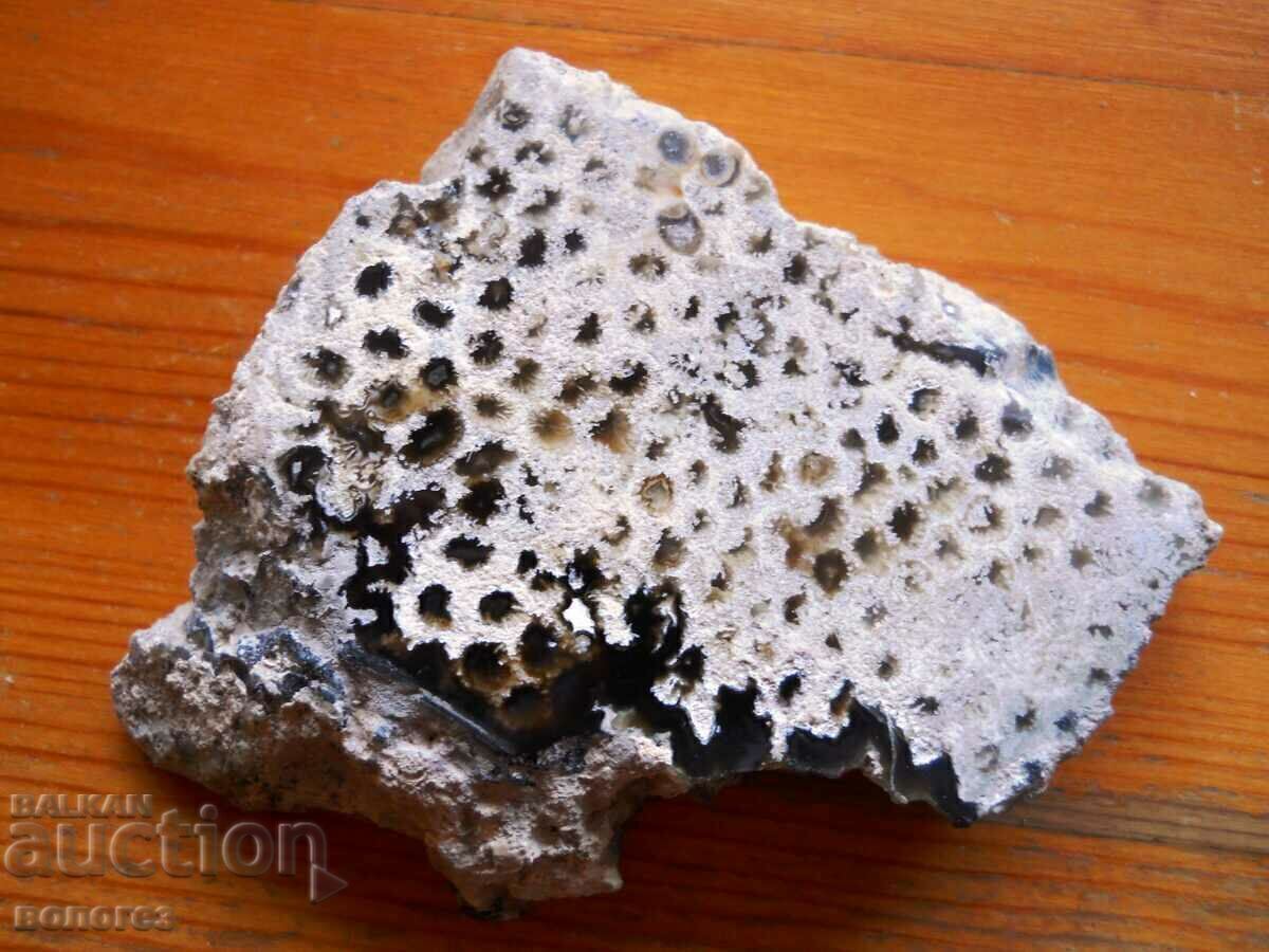 Δημοπρασία Corallite - σπάνιο (τέλειο γυαλιστικό) Δημοπρασία Corallite - σπάνιο (τέλειο γυαλιστικό)