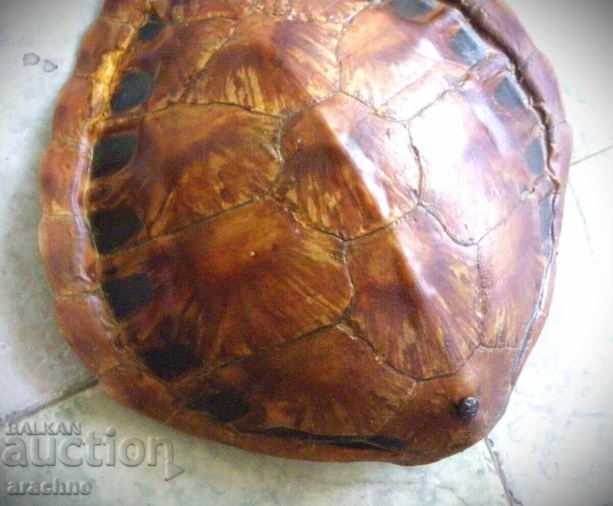 Δημοπρασία Θαλάσσια χελώνα για διακόσμηση
