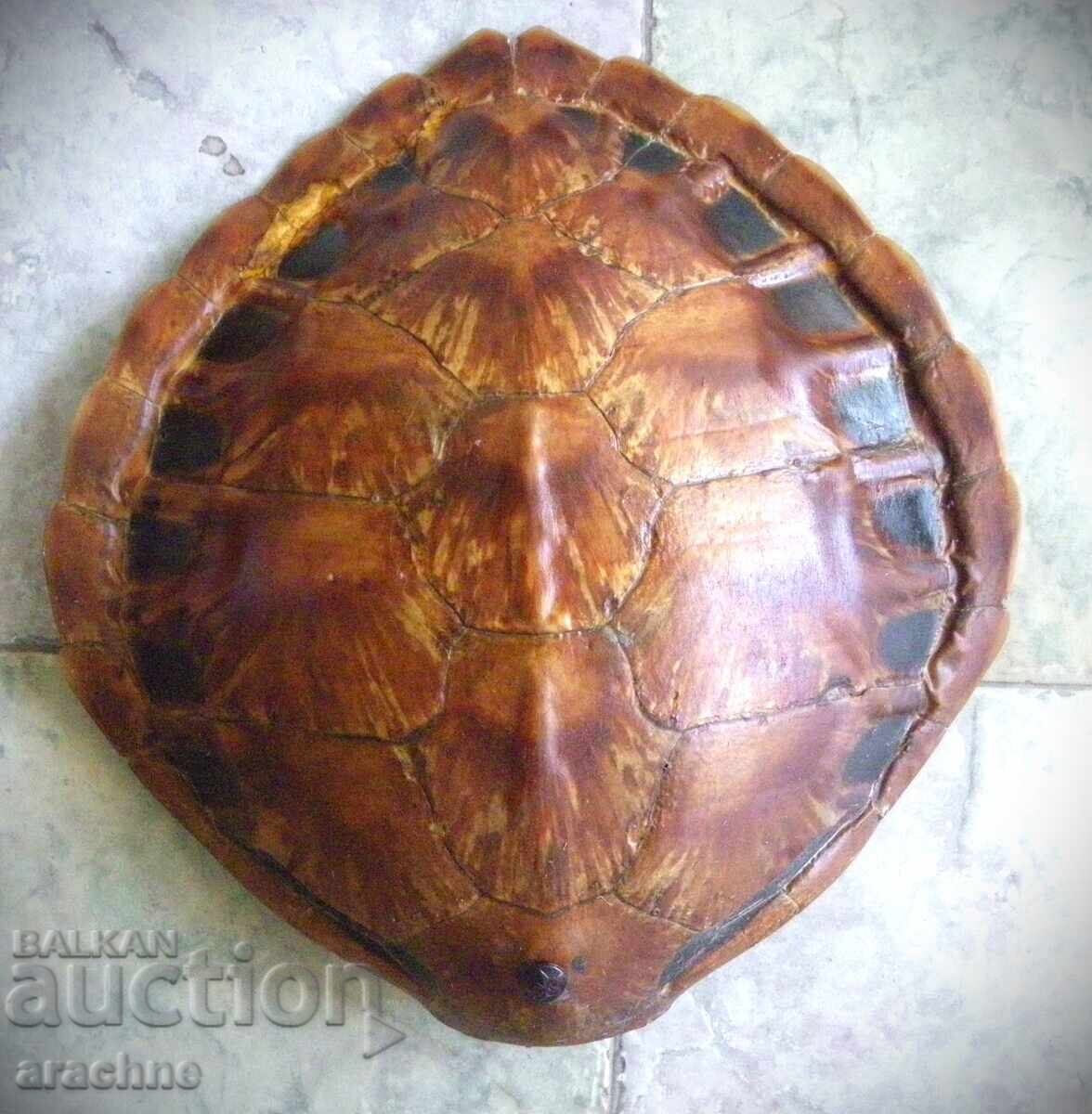 Θαλάσσια χελώνα για διακόσμηση