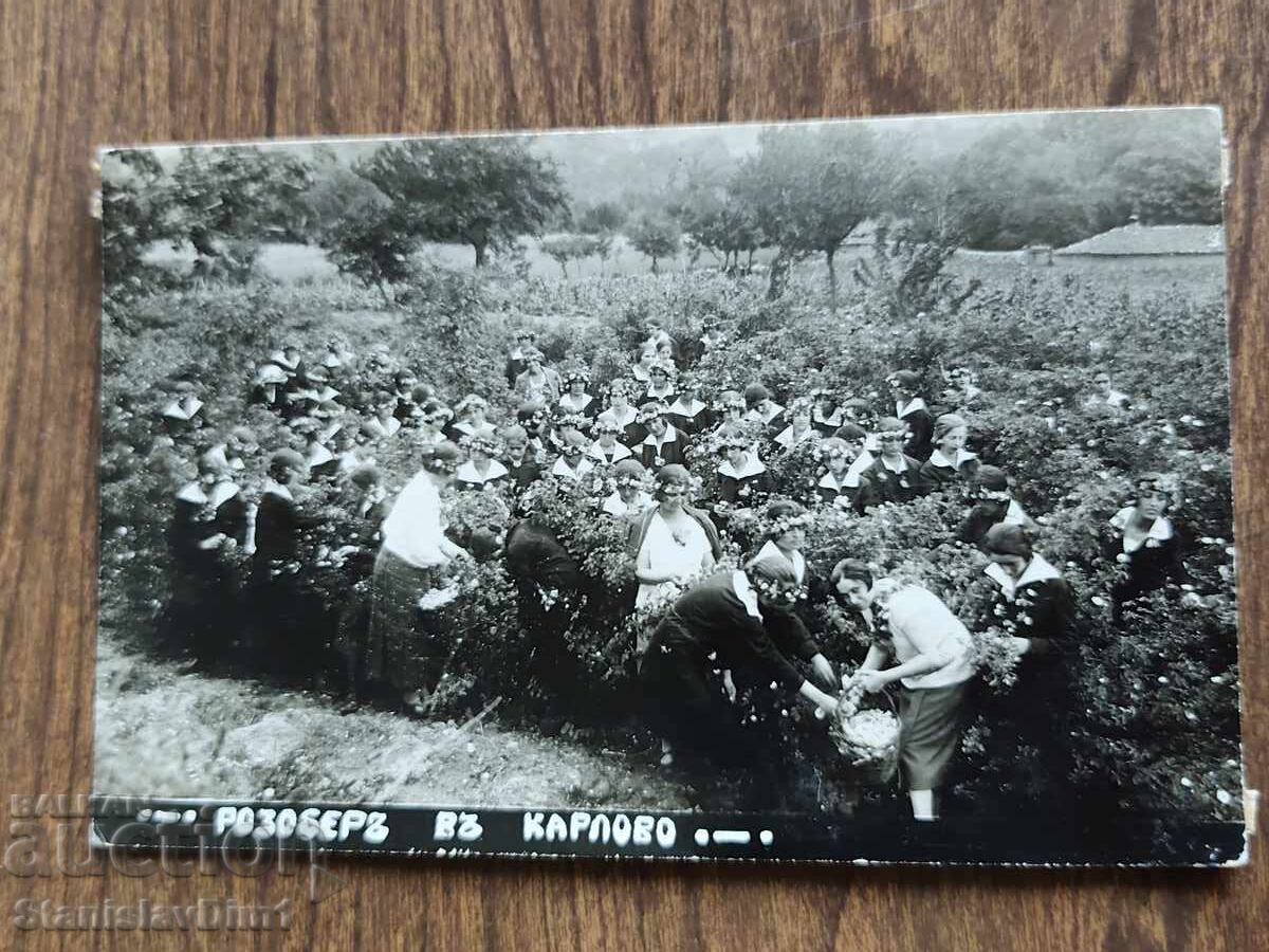Postcard Kingdom of Bulgaria - Rose Picking in Karlovo