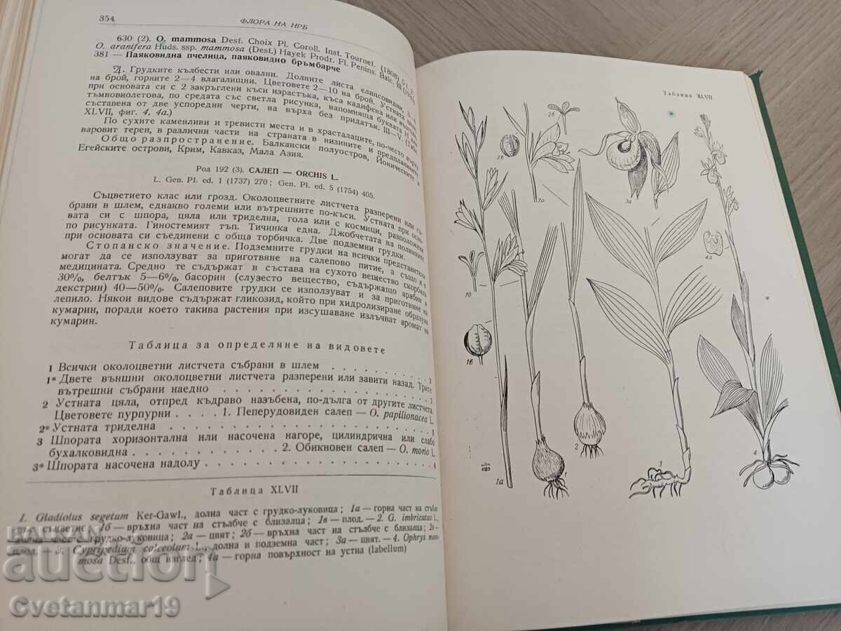 Auction  Flora of the People's Republic of Bulgaria Vol. 1-2