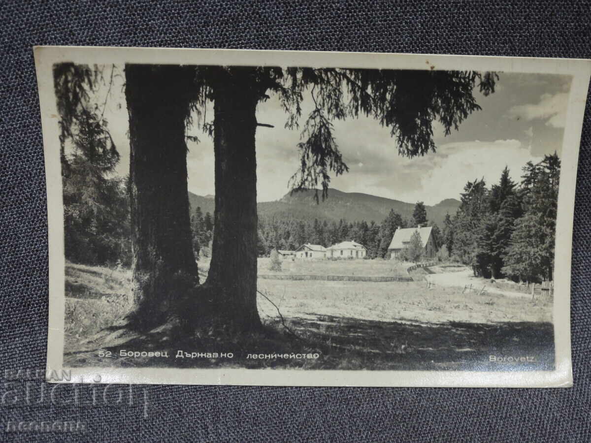 OLD RETRO POSTCARD PC BOROVETS FORESTRY OLD RETRO POSTCARD PC BOROVETS FORESTRY