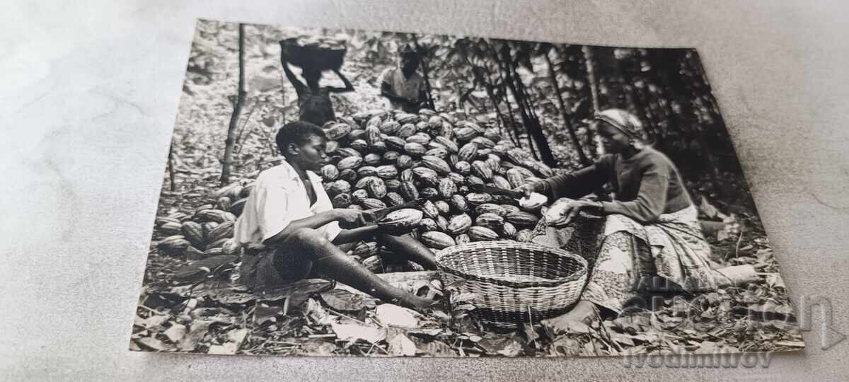 Пощенска картичка Harvesting Cocoa