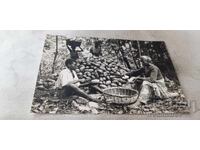 Postcard Harvesting Cocoa