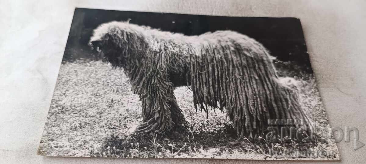 Carte poștală Komondor 1971