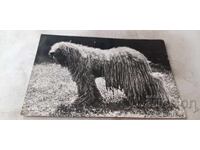 Carte poștală Komondor 1971