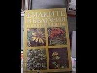 Билките в България и използването им