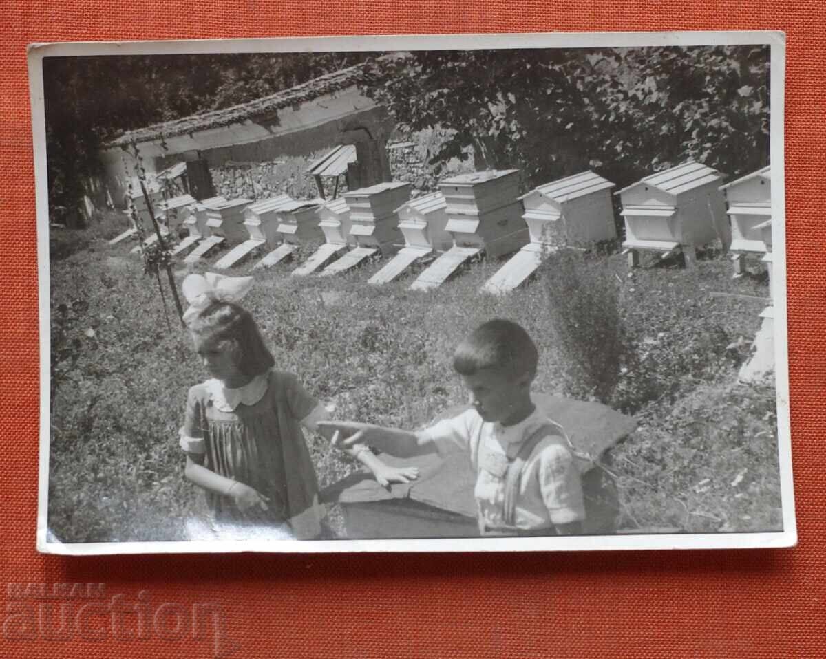 Stupi de albine cu preț € 5.00 | 9.78 BGN
